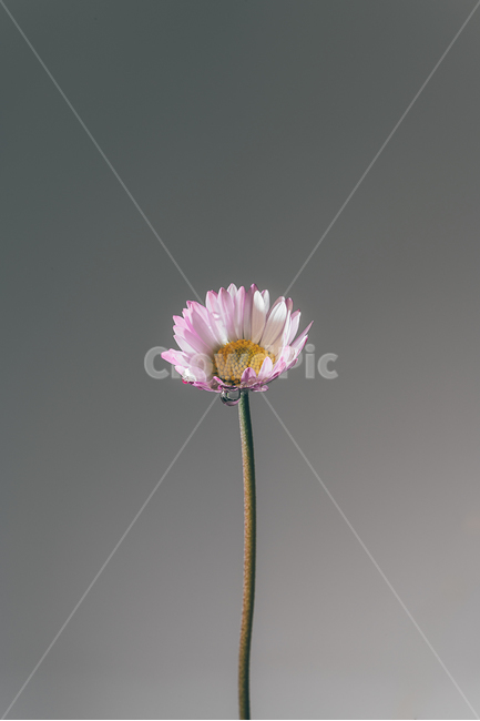 꽃,flower,flow,봄꽃,flowerphotography,식물,자연,plants,nature,꽃,flower