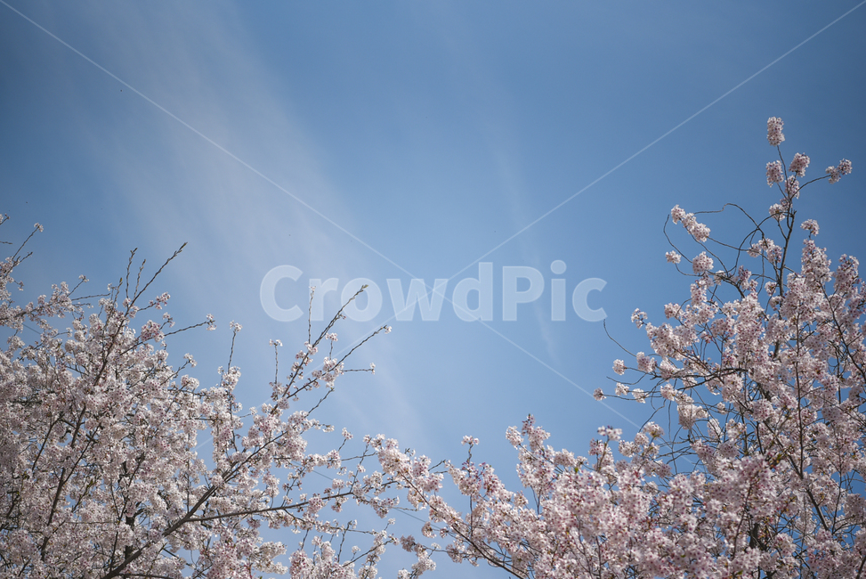 벚꽃,봄,cherryblossom,꽃,flower,식물,파란하늘,하늘
