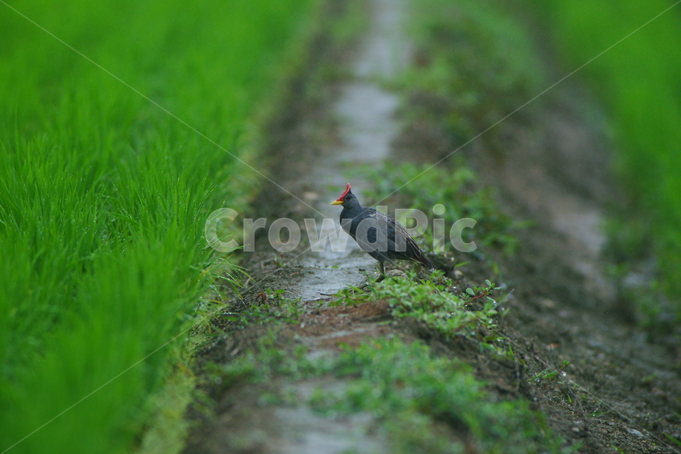 뜸부기,조류,논,희귀조류,새,동물,animal,조류,새,birds