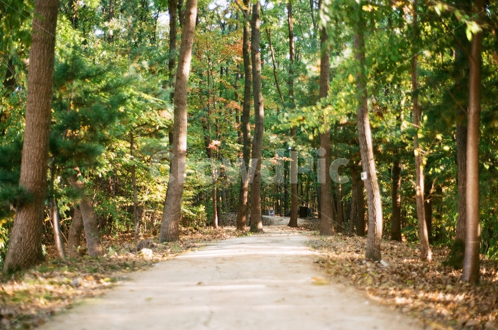 식물,나무,tree,plant,산책로,통로,자연,풍경,nature,landscape