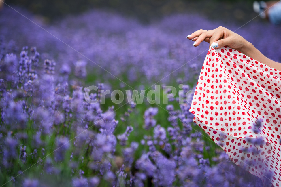 제주도,라벤더,물방울무늬,꽃,lavender,flower,jejuisland,식물,자연,plants,nature,꽃,flower,사람,인물,인간,human,person,신체일부,몸,body,여성,여자,woman,female,lady,색깔,색상,색채,색감,color sense,color sensitivity,feeling of color