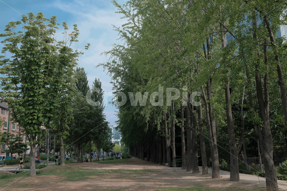 공원,나무,길,숲,휴식,여름,산책,park,tree,road,forest,relax,summer