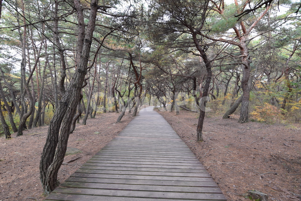 경주삼릉,길,산,등산,삼릉,자연,풍경,nature,landscape