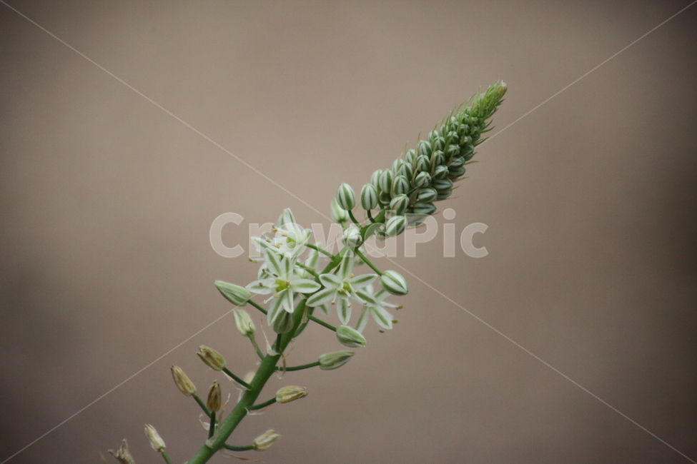 긴꼬리문주란,꽃,식물,봄,ornithogalum