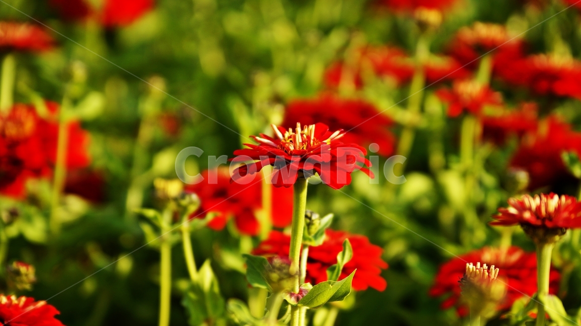 백일홍,꽃축제,식물,꽃길,백일초,식물,자연,plants,nature,꽃,flower