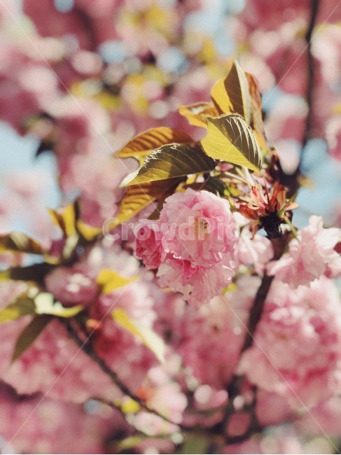 봄,봄내음,소풍,블라썸,spring