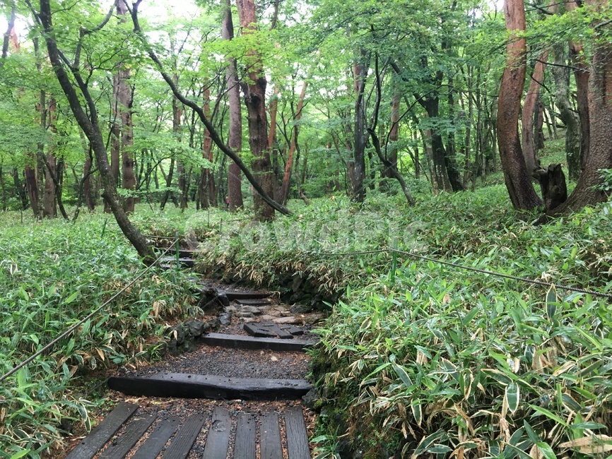 숲속,등산로,나무,비내리는숲,풀,forest,grass,rain,road,tree,green,forestscenery,path,통로