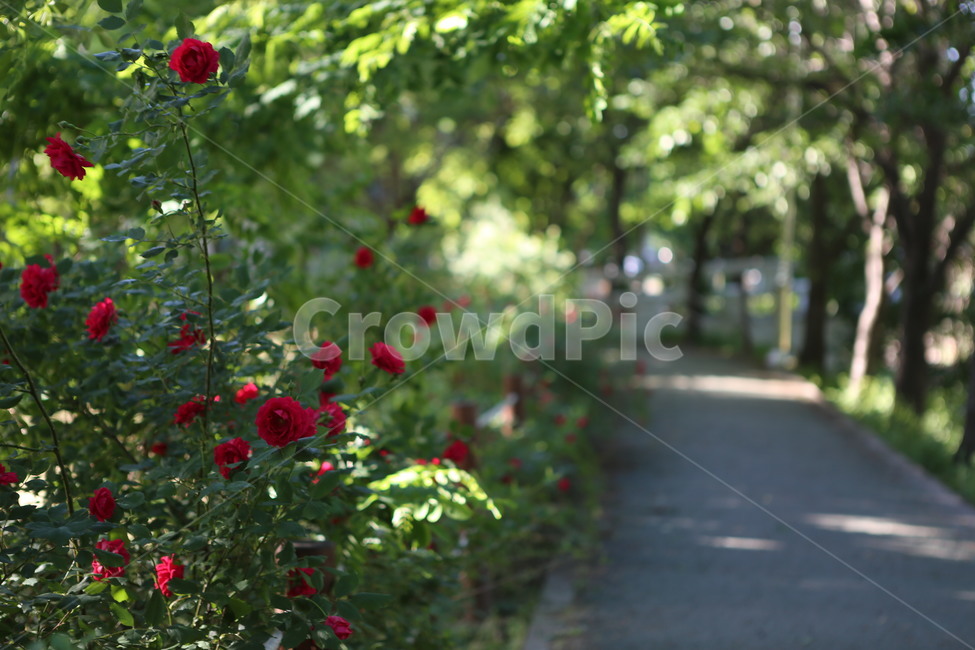 꽃,장미,넝쿨장미,자연,길,꽃길,flower,rose,nature,road,flowerway,식물,자연,plants,nature,꽃,flower