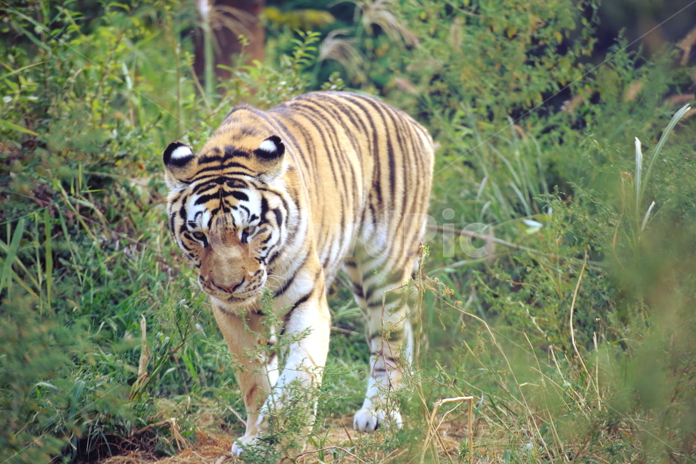 호랑이,고양이과,동물,맹수,시베리아호랑이,타이거,tiger,siberiantiger,용맹함,포유류,백두산호랑이,식육목,동물,animal,포유류,mammal