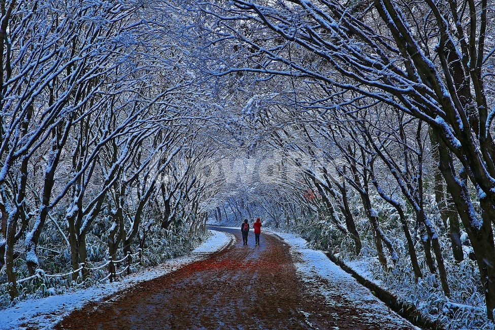 무등산,겨울산행,겨울,눈길,무등산국립공원,첫눈,동행,겨울,계절,winter,season,자연,풍경,nature,landscape,dirt road,흙길,road,도로,gravel,자갈