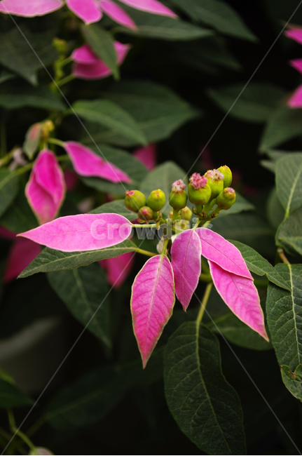 꽃,식물,flower,plant,color,식물,자연,plants,nature,꽃,flower
