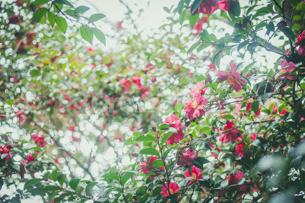 동백꽃,제주,빨강,초록,꽃,빛,식물,자연,plants,nature,꽃,flower,감성,sensible,feeling,휴식,힐링,rest,relaxation,healing