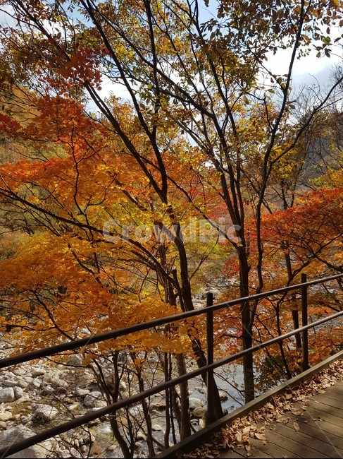 내장산,가을,단풍,산책로,나무,tree,식물,plant