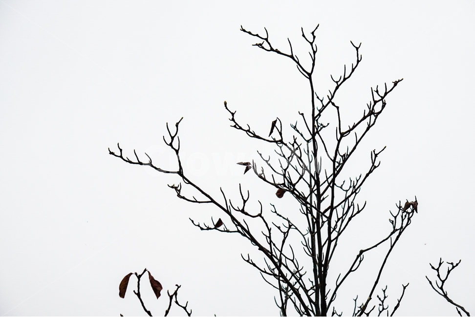 나무,식물,황폐,가을,겨울나무,식물,자연,plants,nature,나무,trees,wood,흑백,모노톤,monochrome,black and white