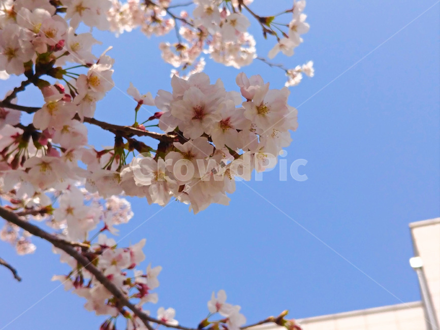 벚꽃,봄,꽃,벚꽃나무,나무,봄,계절,spring,season,식물,자연,plants,nature,꽃,flower,plant,blossom
