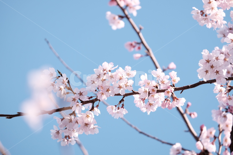 벚꽃,봄꽃,cherryblossom,분홍색꽃,하늘,꽃과하늘,봄하늘,봄,계절,spring,season,식물,자연,plants,nature,꽃,flower,plant,blossom