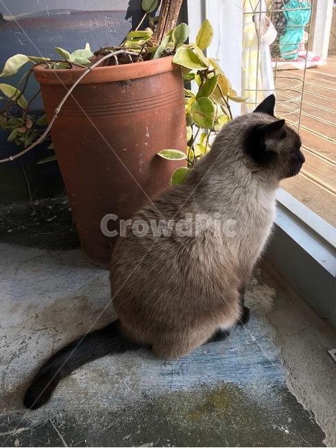 고양이,동물,cat,pet,animal,동물,animal,포유류,mammal,고양이,cat,kitten,kitty