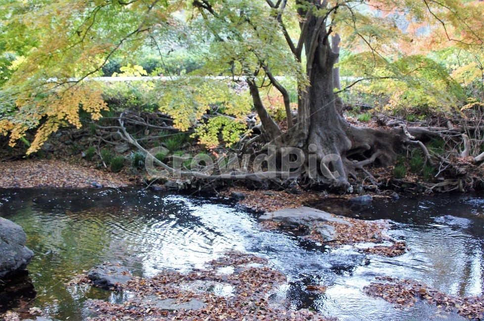 가을,단풍,나무,식물,자연,계곡물,그림자,자연풍경,감성,예쁨,아름다움,nature,autumn,trees,낙엽,가을,계절,fall,autumn,season,water,물,outdoors,옥외,stream,흐름,creek,작은 만