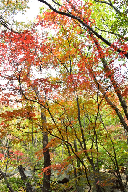 가을,단풍,자연,풍경,북한산,잎,단풍잎,붉은,나무,계절,계곡,숲,힐링,plant,fall,autumn,season,forestnature,landscape,한국자연풍경,한국자연경관,korea,tree,maple,leaf,가을,계절,fall,autumn,season,자연,풍경,nature,landscape,식물,plants,나무,trees,wood