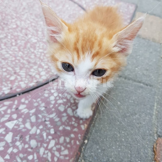 고양이,반려묘,길고양이,동물,새끼고양이