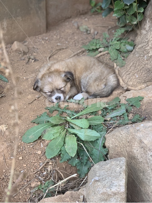 동물,강아지,믹스견,낮잠,귀여움,시골,동물,animal,포유류,mammal,개,강아지,dog,doggy