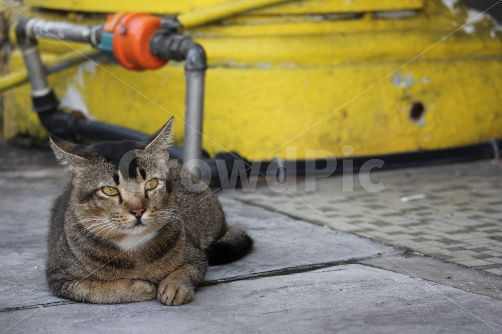 고양이,야생,동물,길,도로,조지타운,페낭,말레이시아,아시아,경관,경치,자연,cat,kitty,wild,animal,street,way,road,georgetown,penang,malaysia,asia,landscape,nature,scenery,scene,view,동물,animal,포유류,mammal,고양이,cat,kitten,kitty