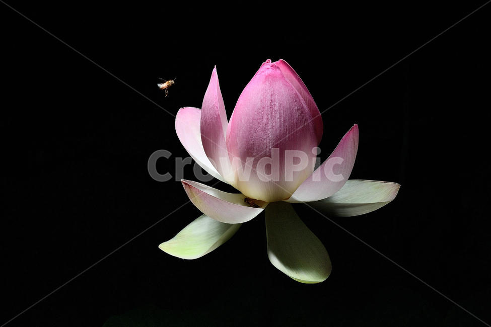 연꽃,연꽃사진,꽃과벌,개화,묵언,수행,자연,아침,식물,자연,plants,nature,꽃,flower