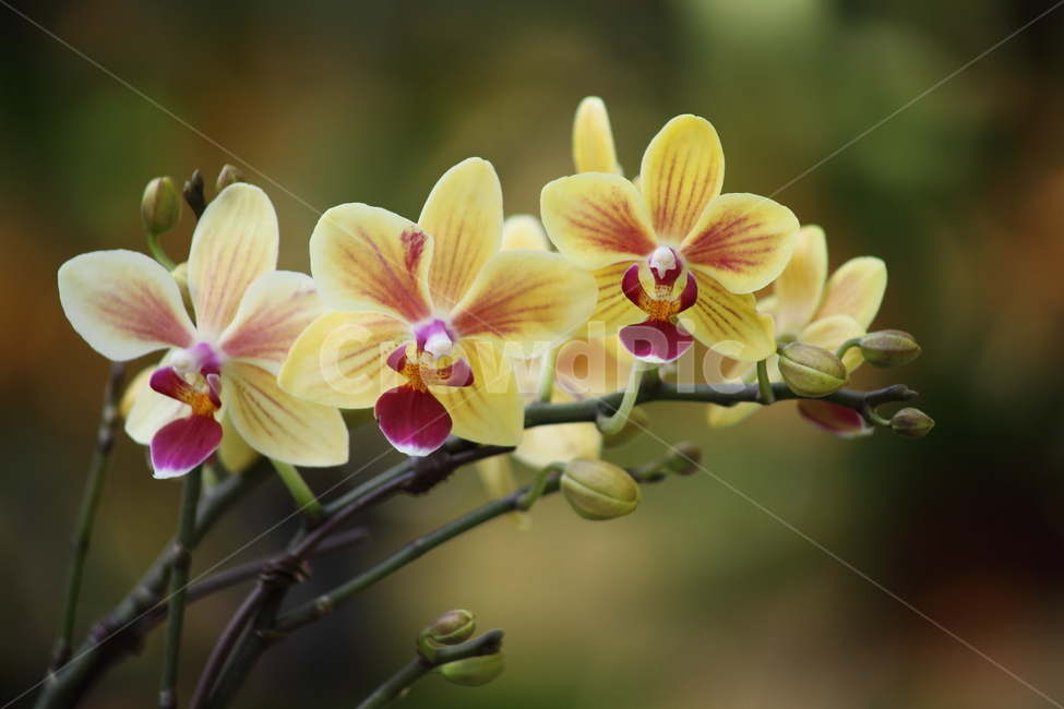 꽃,식물,호접난,Phaelenopsis,flower,식물,자연,plants,nature,꽃,flower