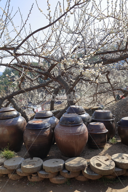 광양,광양벚꽃축제,벚꽃,백벚꽃,벚꽃나무,항아리,한국전통,한국문화,korean traditional,korean culture