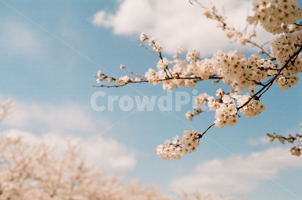 봄,벚꽃,벚꽃나무,파란하늘,구름,봄꽃,cherryblossoms,cherryblossom,spring,봄,계절,spring,season,식물,자연,plants,nature,꽃,flower,plant