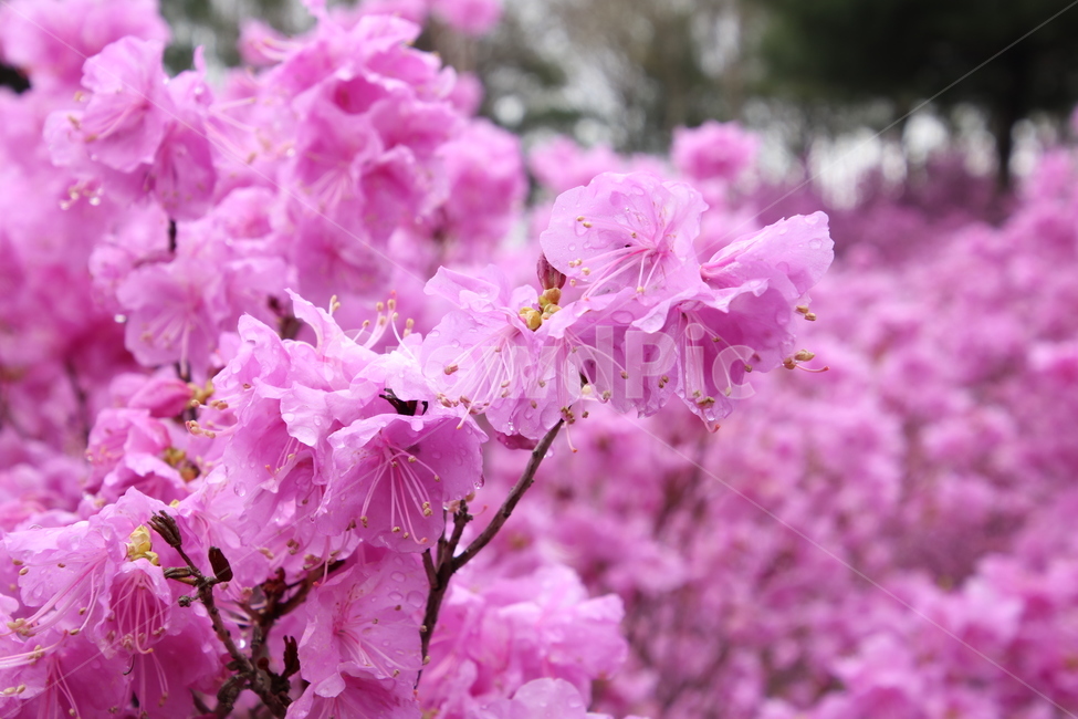 봄,봄꽃,꽃,진달래,자연,식물,꽃망울,분홍꽃,봄,계절,spring,season,식물,자연,plants,nature,꽃,flower,plant,blossom