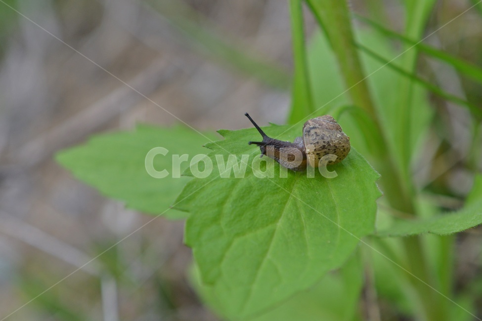insect,곤충,invertebrate,무척추동물,animal,동물,달팽이,연체동물