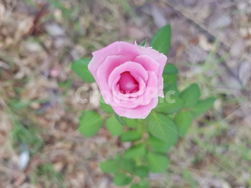 꽃,한송이꽃,장미,핑크,여름꽃,pink,flower,예쁜꽃,가든