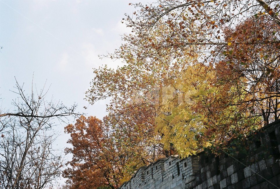 필름,공원,가을,은행나무,단풍나무,가을,계절,fall,autumn,season,자연,풍경,nature,landscape,tree,나무,plant,식물,path,통로,walkway,보도,tree trunk,나무 줄기