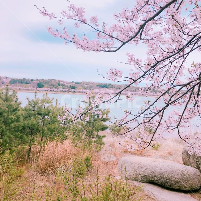 봄,벚꽃,꽃나무,풍경,힐링,식물,자연,plants,nature,꽃,flower
