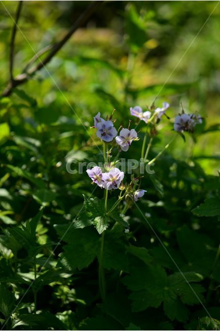 꽃쥐손이,야생화,꽃,식물,자연,생태,플라워,flower,plants,nature,식물,자연,plants,nature,꽃,flower
