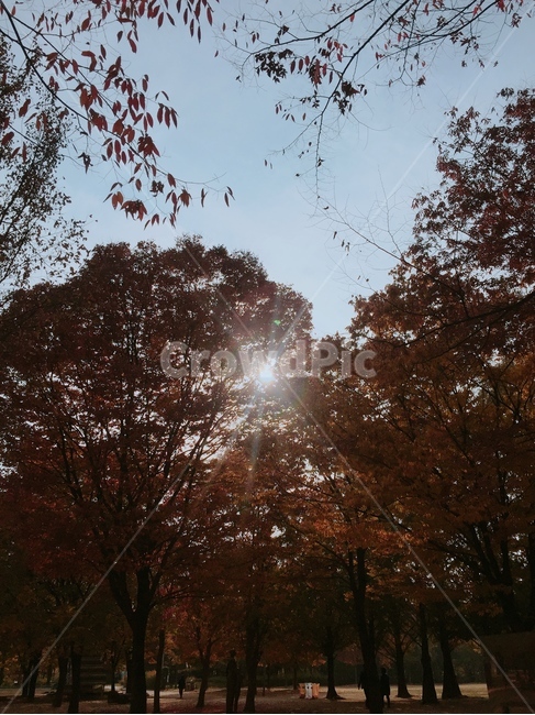 플레어,flare,빛,light,나무,tree,단풍,maple,공원,가을