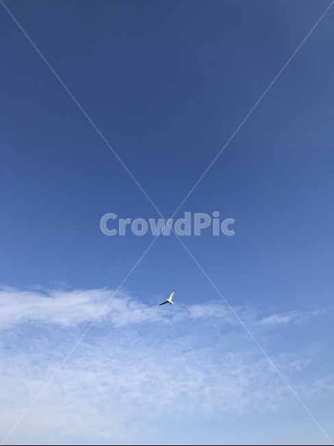 bird,새,flying,animal,동물,adventure,모험,하늘
