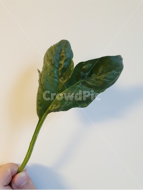 풀잎,자연,하트,새싹,봄,그린,초록,green,nature