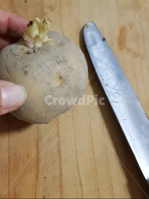 씨감자,씨감자자르기,감자심기,하지감자,하지감자심기,식물,plant