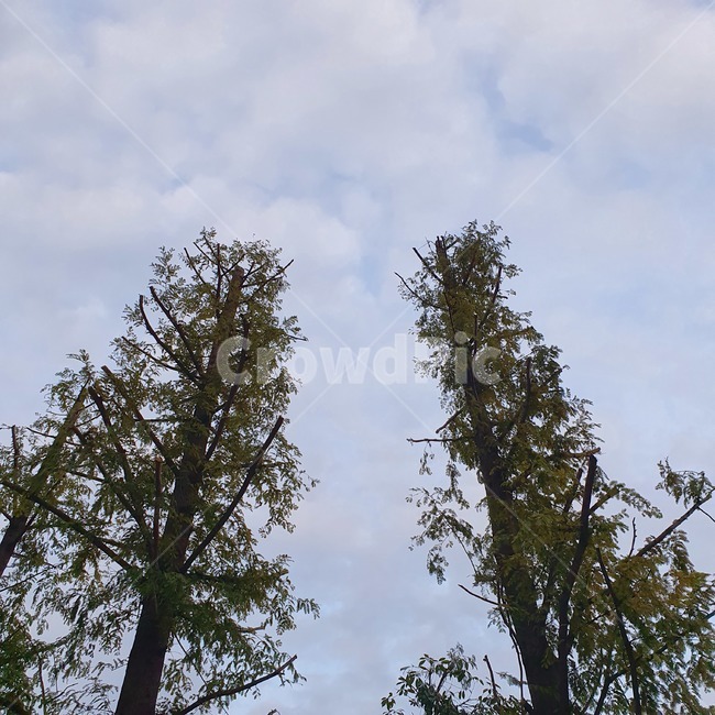 tree,나무,plant,식물,fir,전나무,겨울,식물,자연,plants,nature,나무,trees,wood