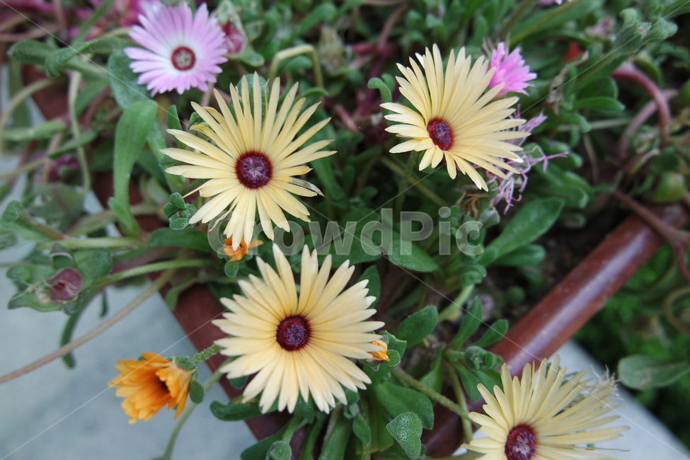 꽃,노란색,분홍색,초록색,잎사귀,flower