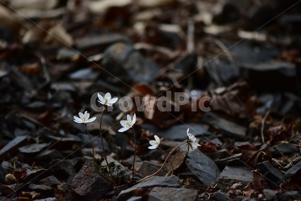변산바람꽃,야생화,봄,꽃,흰색,자연,식물,식생,봄의전령사,풀꽃,미나리아재비과,plants,nature,spring,season,flower,식물,자연,plants,nature,꽃,flower