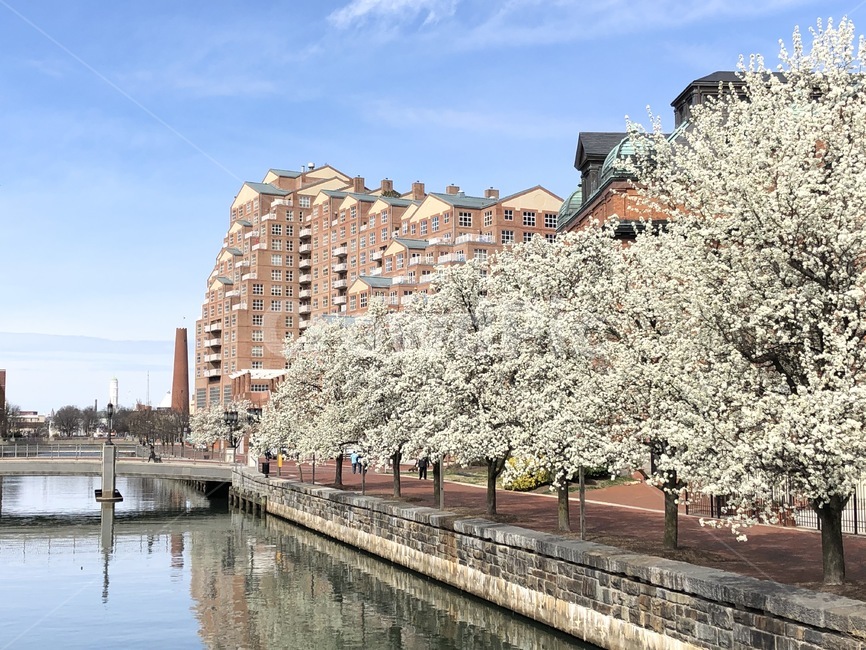 벚꽃,미국벚꽃,harbor,cherryblossom,강가