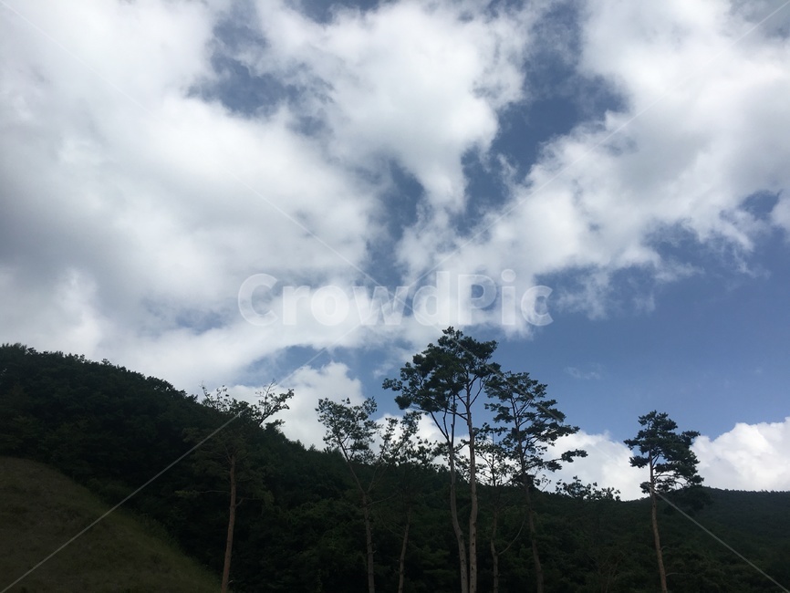 하늘,파란색,나무,구름,여름하늘,뭉게구름,자연,풍경,nature,landscape,outdoors,옥외,weather,날씨,cumulus,적운,cloud,sky