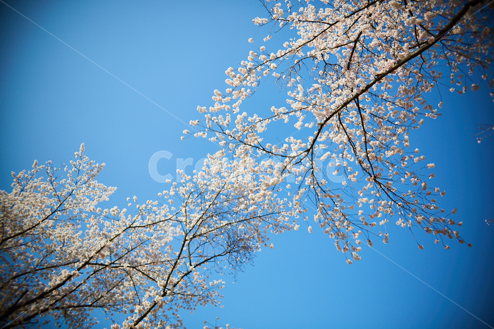 벚꽃,봄,cherryblossom,spring,변산반도,내소사,식물,자연,plants,nature,꽃,flower