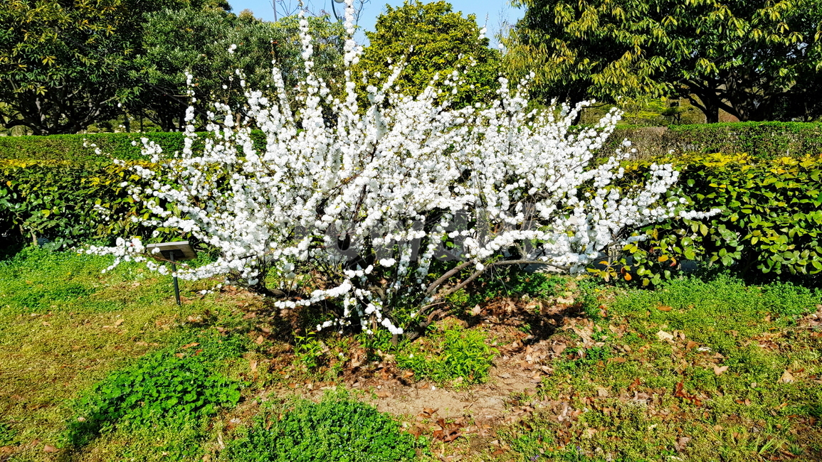 흰꽃,하얀꽃,정원,가든,공원,식물,자연,plants,nature,꽃,flower