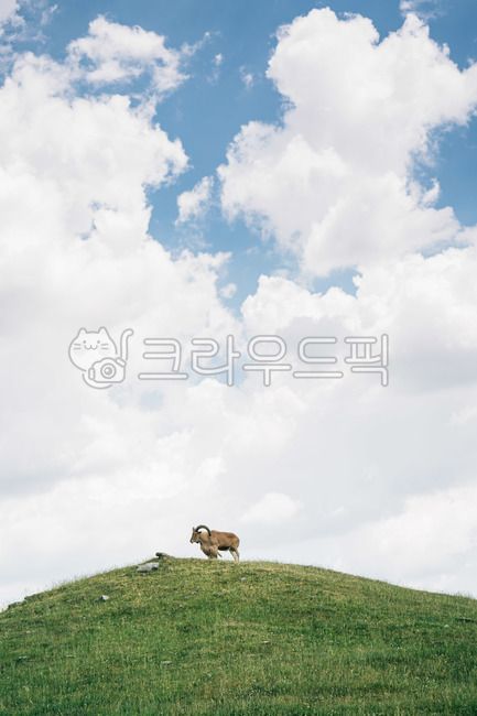 동물원, 아프리카, 야생, animal, 동물, 사진,이미지,일러스트,캘리그라피 - 황곰작가작가