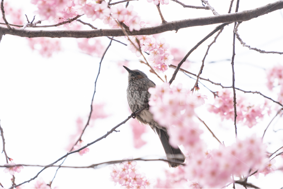 봄,벚꽃,새,조류,자연,봄꽃,핑크,봄,계절,spring,season,식물,자연,plants,nature,꽃,flower,동물,animal,조류,새,birds,plant,bird,cherry blossom,blossom