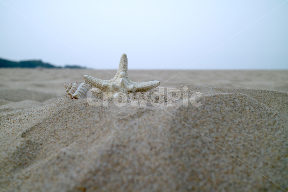 해변,여름,불가사리,조개,모래사장,모래,바다,해수욕장,바캉스,휴가,계절,소라,소라껍데기,해변,바다,beach,sea